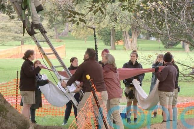 Adelaide Zoo director Phil Ainsley told the Australian Broadcasting Corp that zookeepers spent Sunday trying to entice Ravi down from the fig tree with some of his favourite foods, including bamboo and sweetcorn, to no avail.