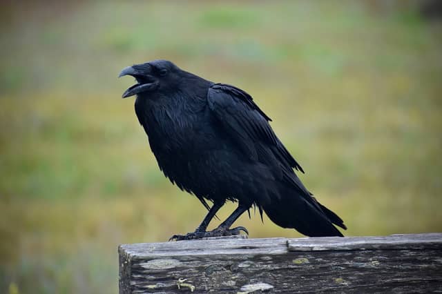 After further investigation, the Ranger found a second dead Buzzard, a dead Raven and a sheep carcass placed near a fox den