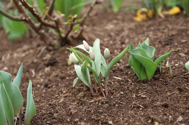 Need garden inspo? The top low-maintenance flowers to add to your garden this summer