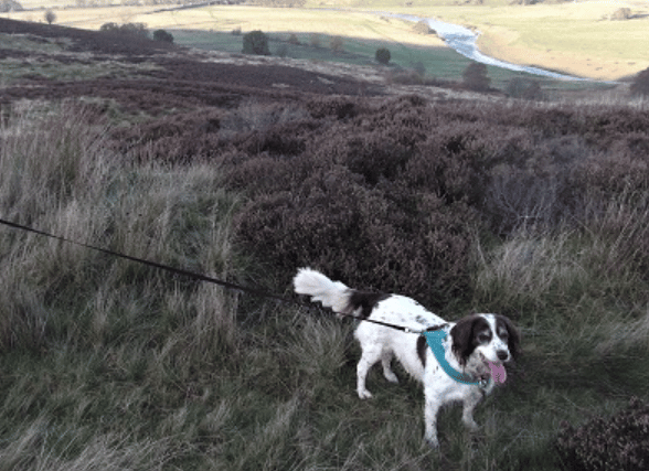 Molly's ears were also reportedly weighed down with matted dreadlocks and her entire body was covered in ticks. 