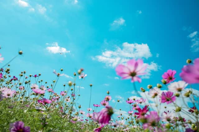 CARLOW WEATHER: Dry and sunny today with chances of isolated showers