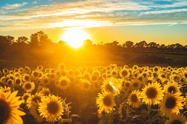 The Sunflower has become a worldwide symbol of solidarity and peace amid the Russian invasion of Ukraine