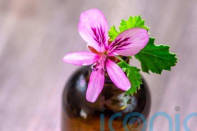 7. Try pelargonium (geranium) extract