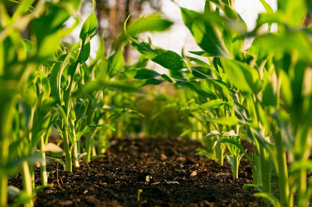 The initial pilot programme for the first group starts from March 14 with other dates timed to fit in with the farm calendar