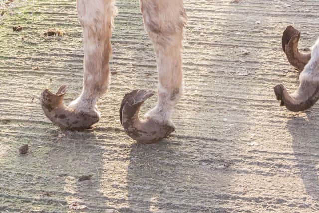 Investigations are continuing but, as the donkeys were not microchipped and registered as legally required, it is difficult to identify those responsible for their neglect and abandonment.