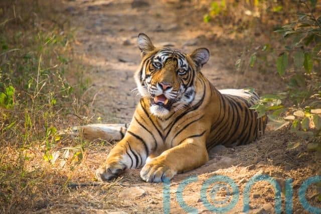 What does this mean for people born in a tiger year?