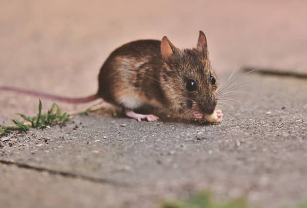 Vacant buildings vulnerable to rodent infestations during Level 5 lockdown