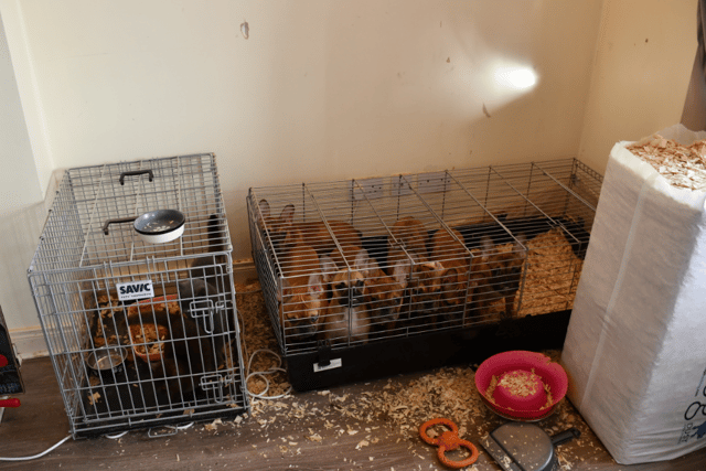 Over the course of the search Gardaí recovered 38 dogs/puppies and other animals which were being kept in inhumane living conditions.