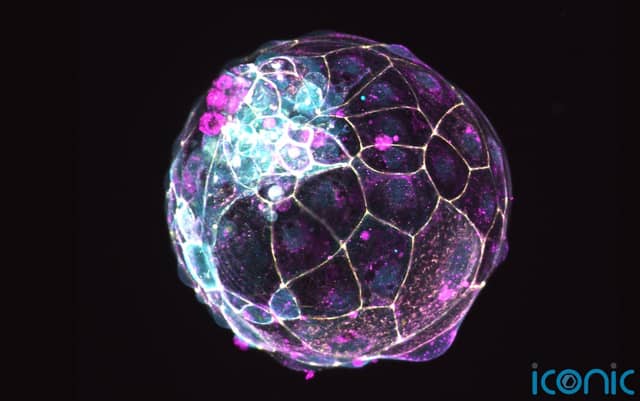 The research could help increase the understanding of the early stages of human development and to develop therapeutics for infertility or contraceptives.