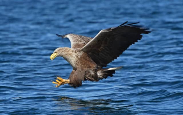 Bird flu case identified in County Kerry