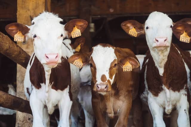 Minister for Agriculture said cattle slaughtered at a younger age could help to reduce methane emissions