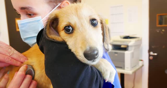 Shocking story of dog 'thrown into canal to die'