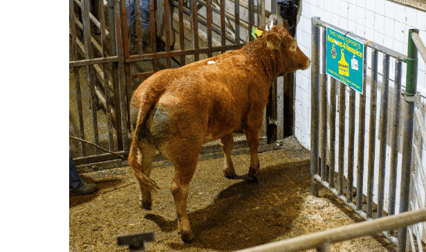 Offaly's 'Hooves 4 Hospice' mooves up a gear with first animal sale