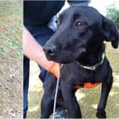 Gardaí recover ten dogs stolen around the country and appeal for owners