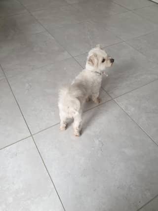 Have you seen this dog? Another image below