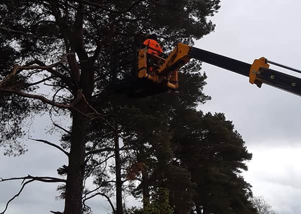"Finally with assistance from Lucas Tree Services and Codd Mushrooms who helped with a teleporter, the cat was removed and glad to be safely on the ground."