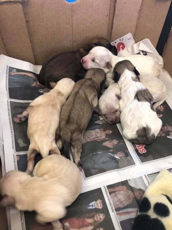 CREDIT: Carlow/Kilkenny Dog Shelter