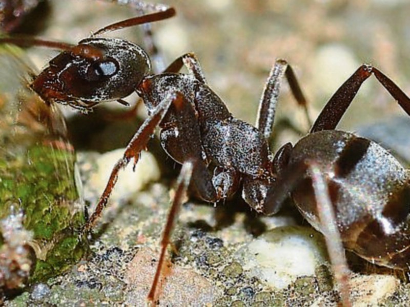 Tips for keeping ants out of your home.