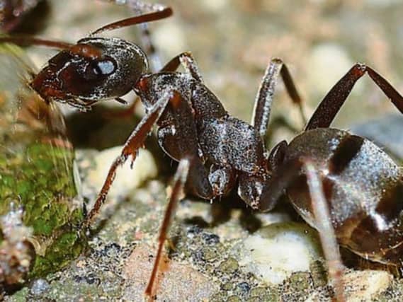 Tips for keeping ants out of your home.