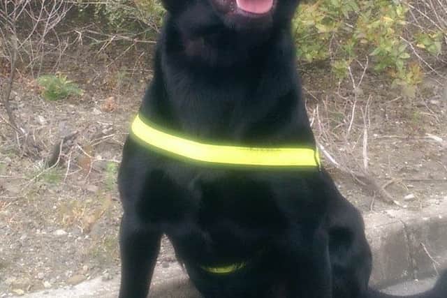 On Tuesday last, as a result of routine operations and with the assistance of detector dog Scooby (below), revenue officers at Dublin Airport seized approximately 20kgs of herbal cannabis with an estimated street value of almost €400,000. 