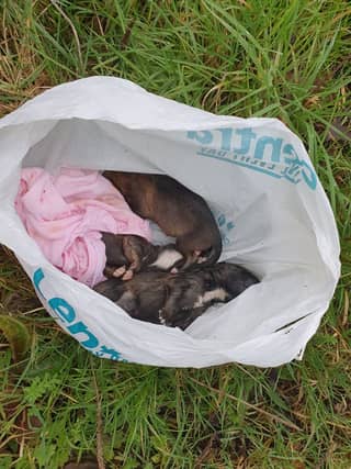 Puppies found dumped in Waterford. Photo credit: Hazel McCarthy
