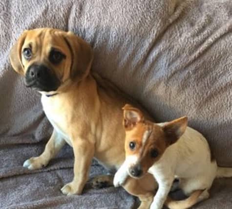 Rio (brown) and Lola (white)