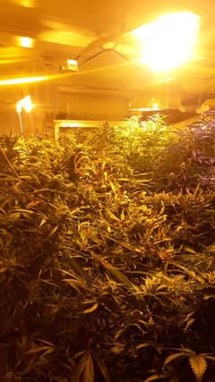 A picture of the growhouse