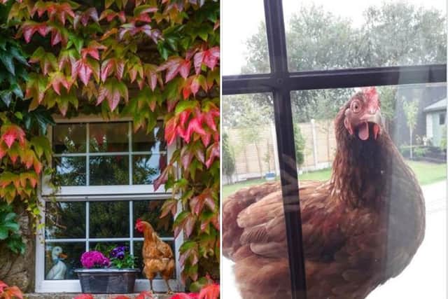 Indeed, hen adopters often report that their new pets become cherished family members. “They follow me everywhere,” said Delia Leonard, based near Straffan, Co Kildare. “When I drive in after being out, they come flying for the car to welcome me home!”