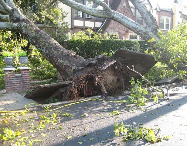 Health and Safety Authority warns on danger posed by fallen trees after Storm Lorenzo