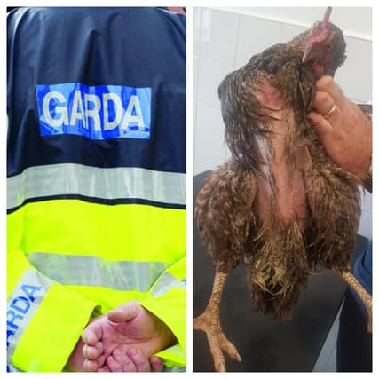 Outrage in Waterford city after chicken used as football by intoxicated young adults