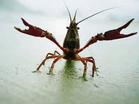 Disease is predicted to wipe out native crayfish along the river system