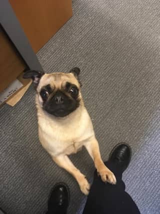 Do you own this pug?
