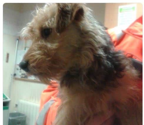 The dog is currently being looked after by station staff.