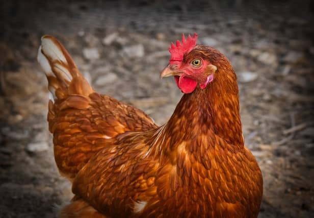 Appeals to save hens from slaughter