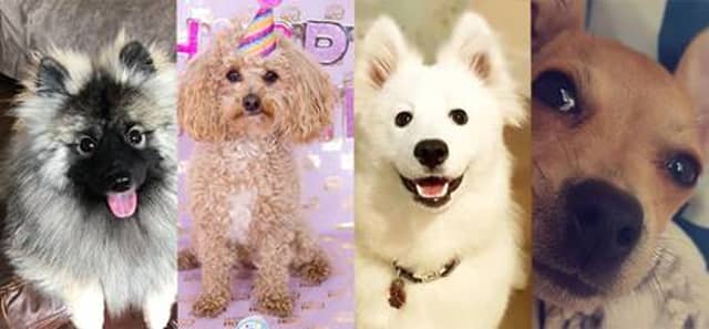 Image L-R: Four finalists Hendrix, Pickles, Bella & Gozzy.