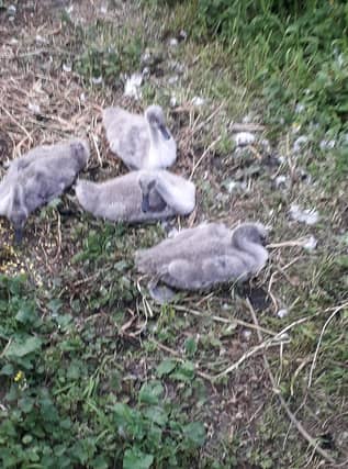 The cygnets