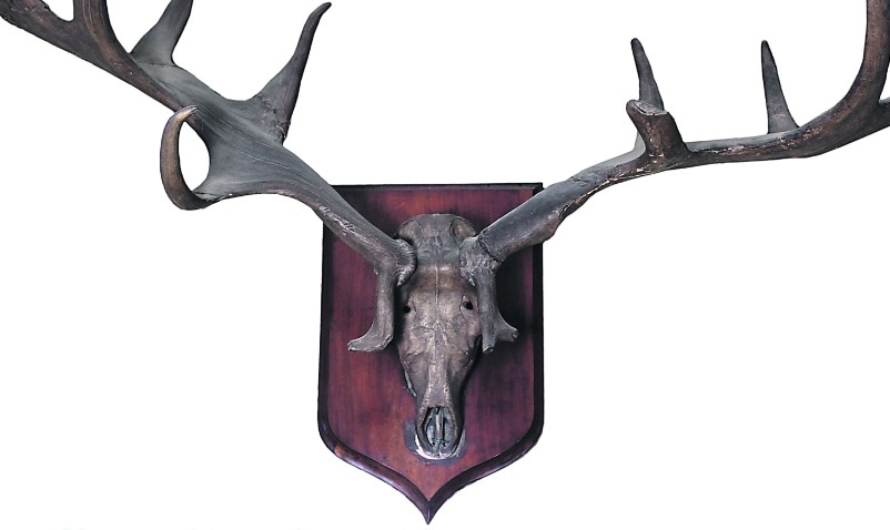 Prehistoric giant Irish elk antlers and skull from milford House, Carlow to make up to €20,000 at auction