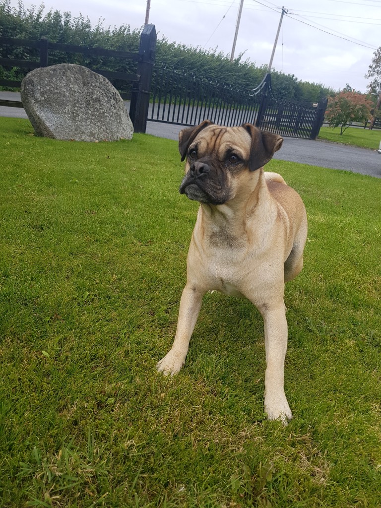 Marley is a finalist in the Foodie category