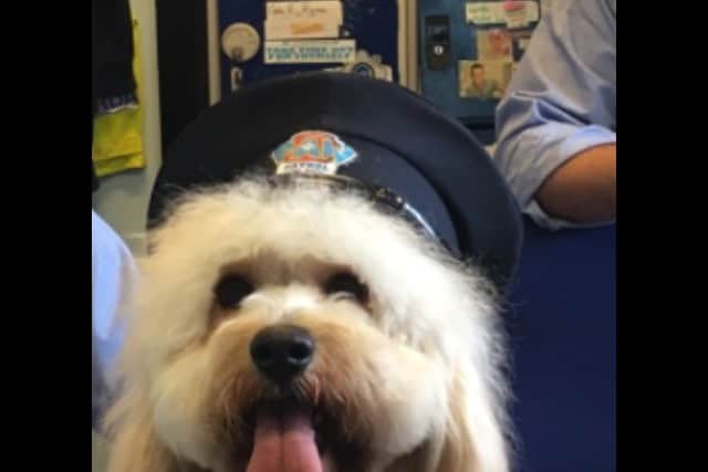 The first Carlow finalist was Mr. Bailey, a Cavachon in the Explorer category of the competition. Bailey isn’t new to the spotlight, he has previously won Ireland’s Top Dog in 2017 with The Irish Independent and the Nose of Tralee.