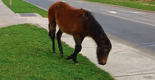 'Horses roaming around estates', says councillor