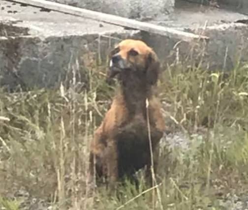 A picture of the dog was posted on social media