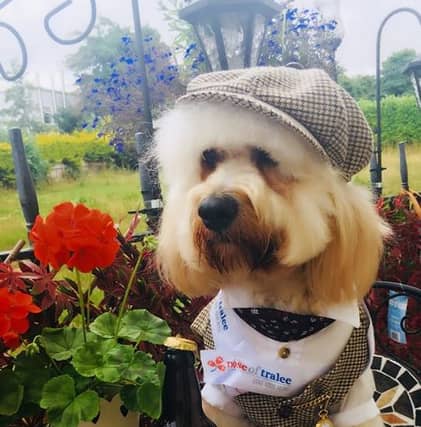 The sophisticated Carlow Nose of Tralee