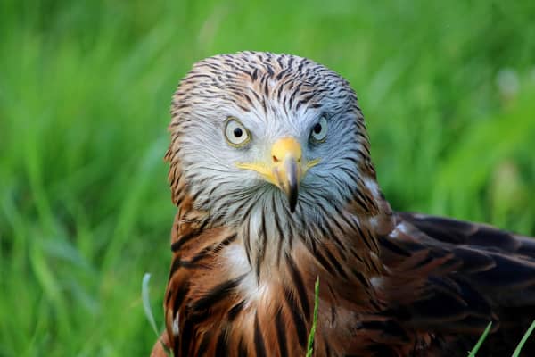 Red Kite bird poisoned in Carlow amid public appeal