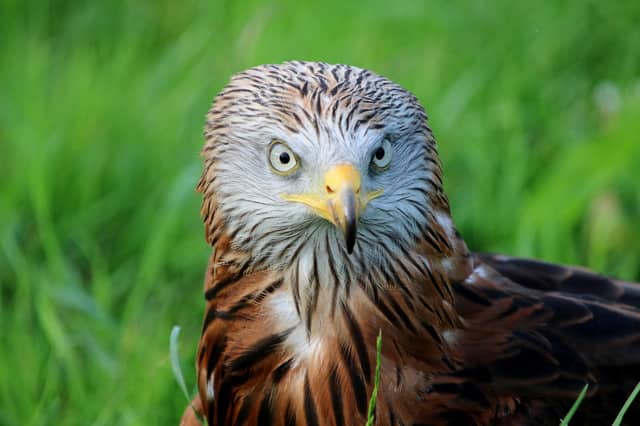 Red Kite bird poisoned in Carlow amid public appeal
