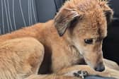 Cody was found near Carlow by an animal rescue charity, which is now seeking donations to help him