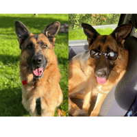'Loyal and loving' - JR from Carlow dog shelter loves going for spins in the car