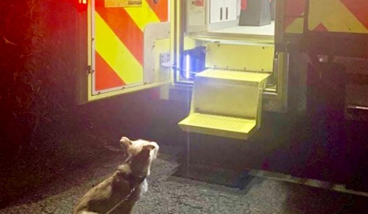 PICTURE Loyal dog stays beside injured owner until Gardaí and