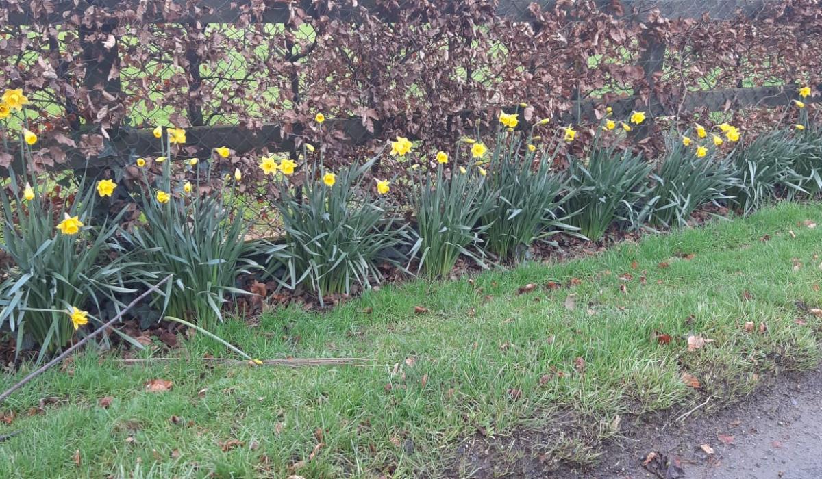 PICTURE The daffodils have sprung! Are these the first to come out in