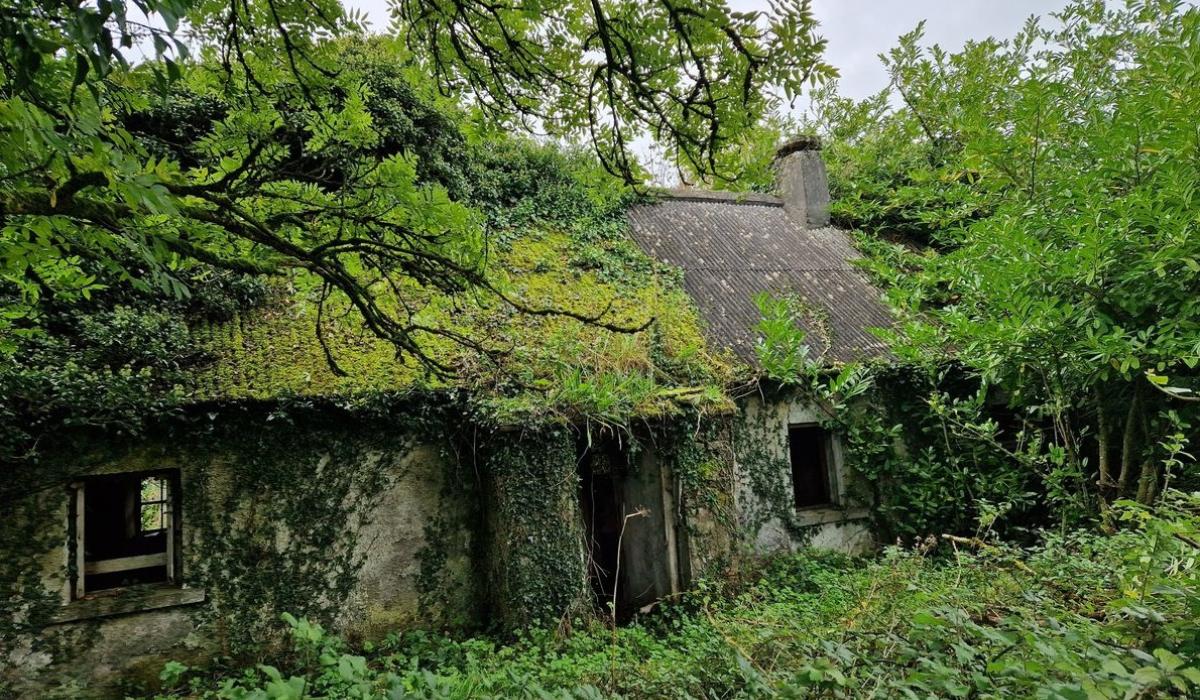 IN PICTURES 'Huge potential' in derelict cottage close to Carlow