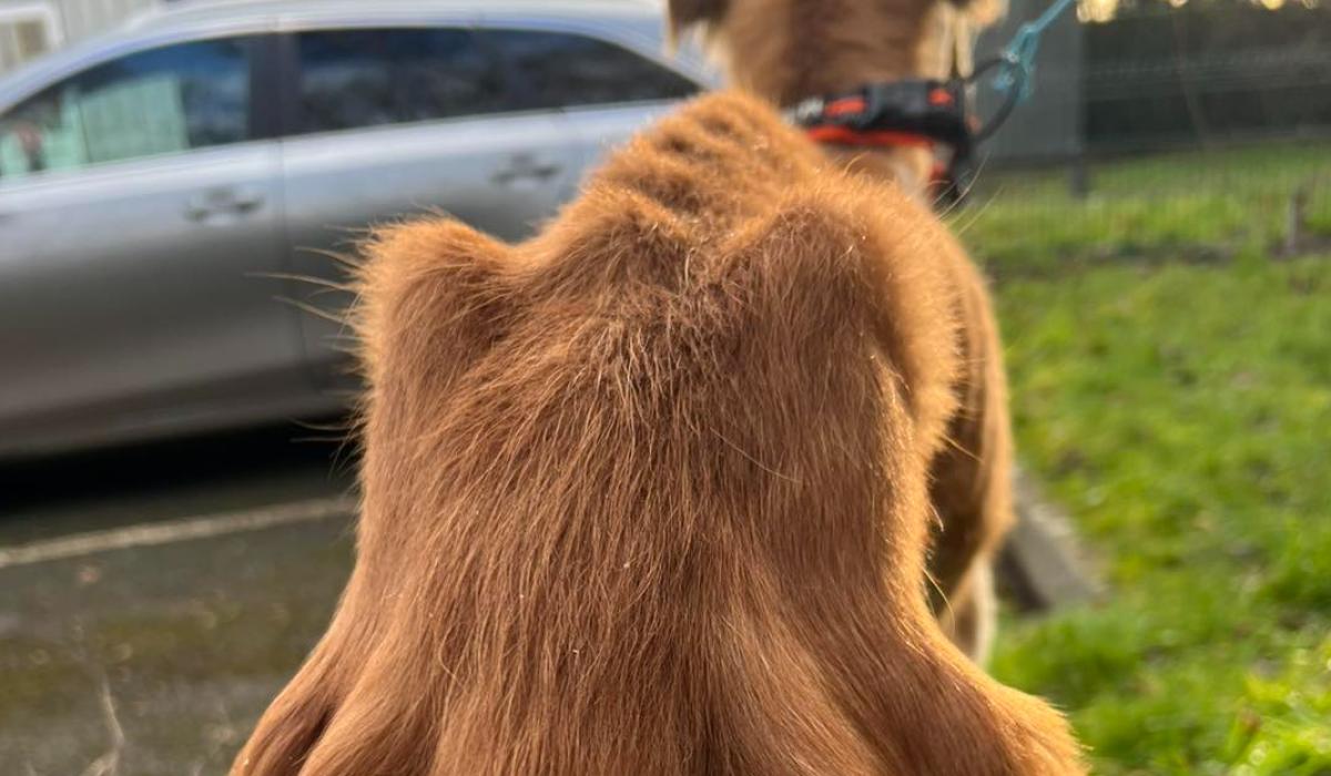 Dog found by Carlow shelter 'can barely stand, is covered in sores and